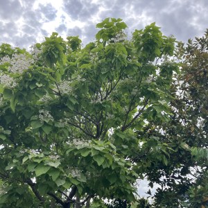 Indian Bean Tree Blooms Early in the UK: A Sign of the Changing Climate?