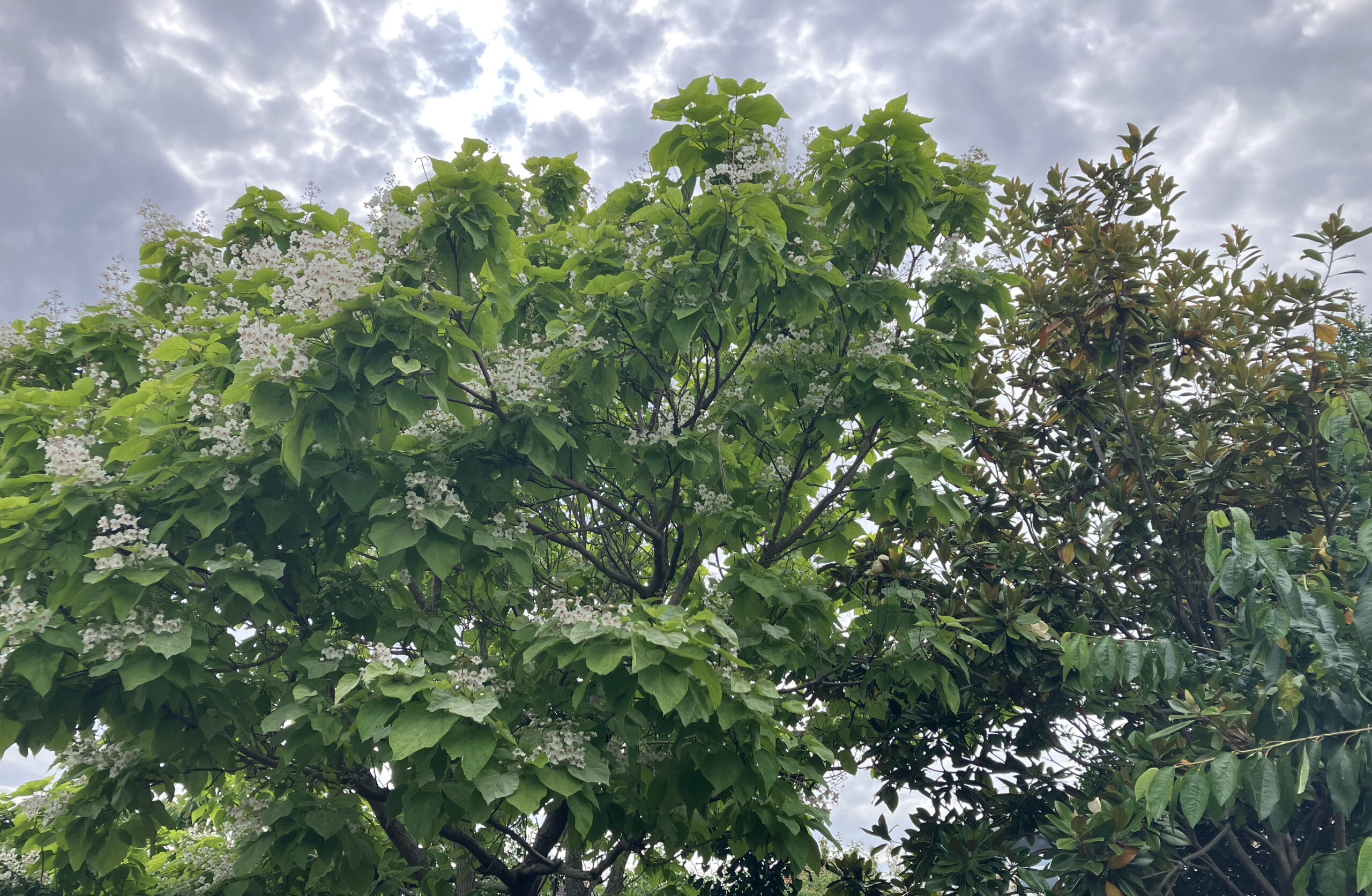 Indian Bean Tree Blooms Early in the UK: A Sign of the Changing Climate?